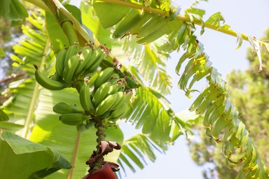 Photo of Tropical plant with green leaves and ripening bananas outdoors