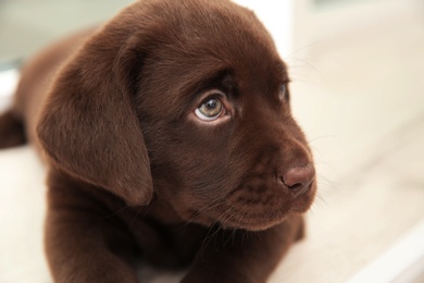 Photo of Chocolate Labrador Retriever puppy, closeup view