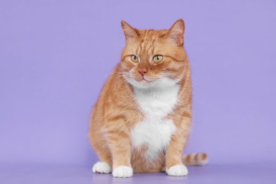 Photo of Adorable red fluffy cat on lilac background