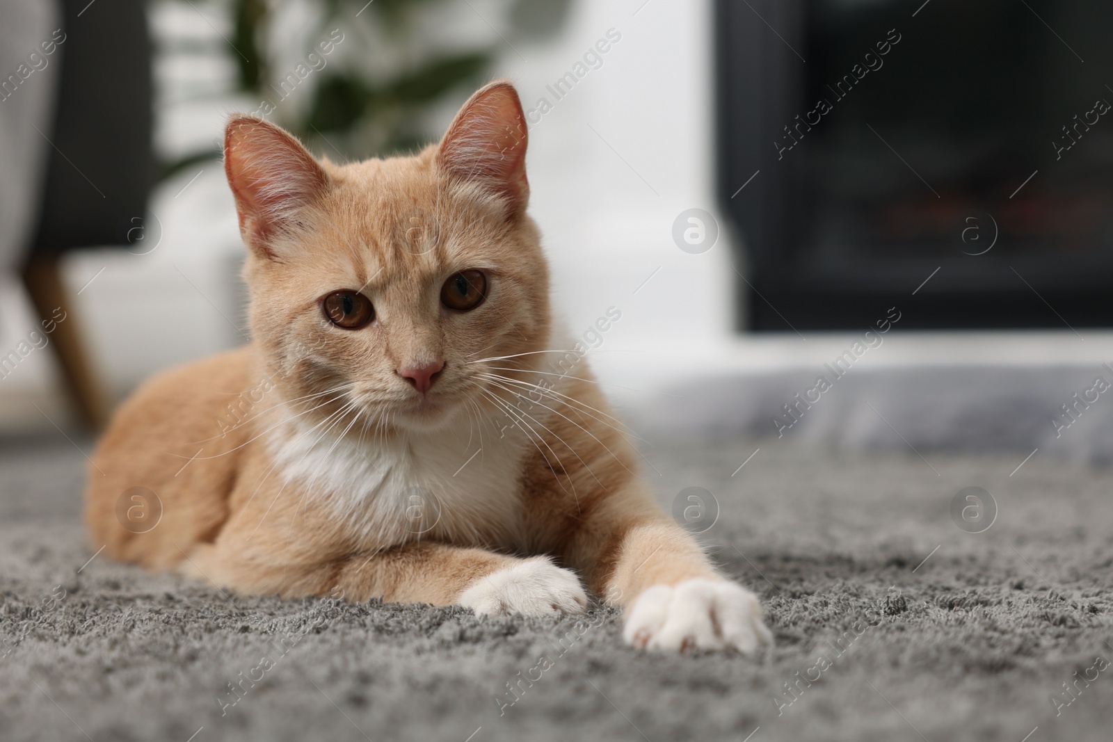 Photo of Cute ginger cat lying on grey carpet at home. Space for text