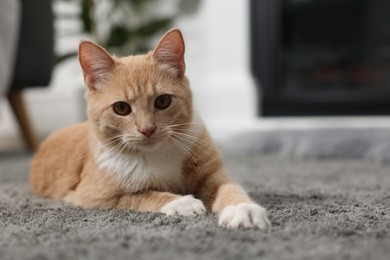 Cute ginger cat lying on grey carpet at home. Space for text