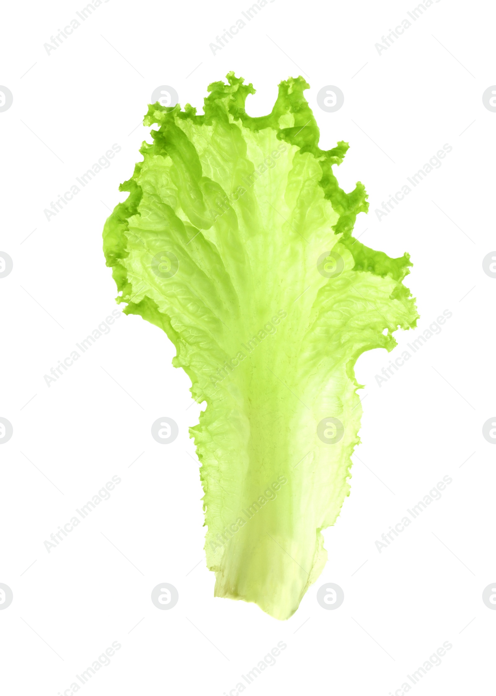 Photo of One green lettuce leaf isolated on white. Salad greens