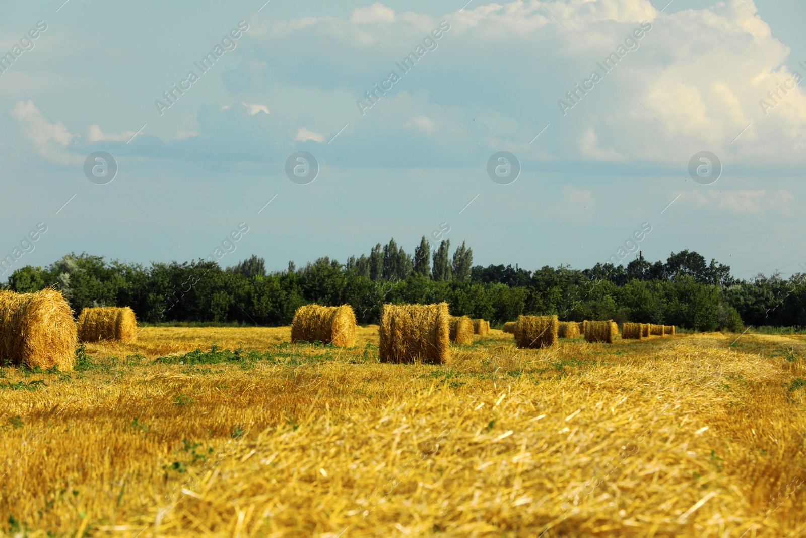 Photo of Beautiful view of agricultural field with hay bales