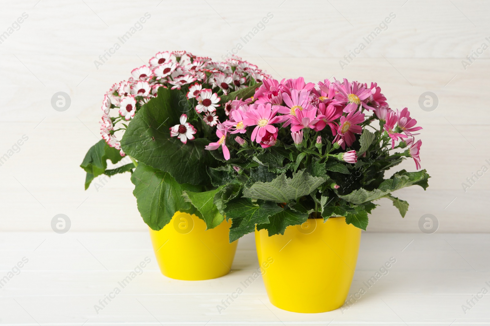 Photo of Beautiful cineraria plants in flower pots on white table