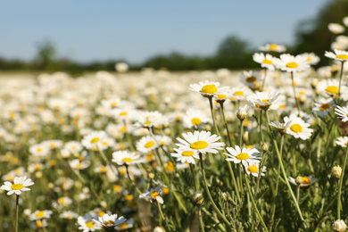 Photo of Closeup view of beautiful chamomile field on sunny day