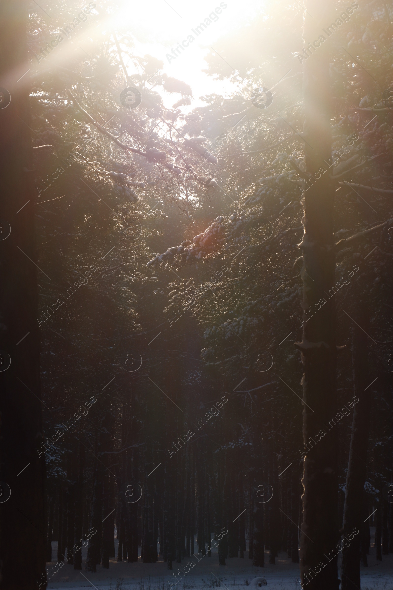 Photo of Picturesque view of snowy pine forest in winter morning