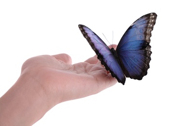 Photo of Woman holding beautiful common morpho butterfly on white background, closeup