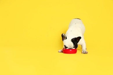 Photo of French bulldog eating food from bowl on yellow background. Space for text