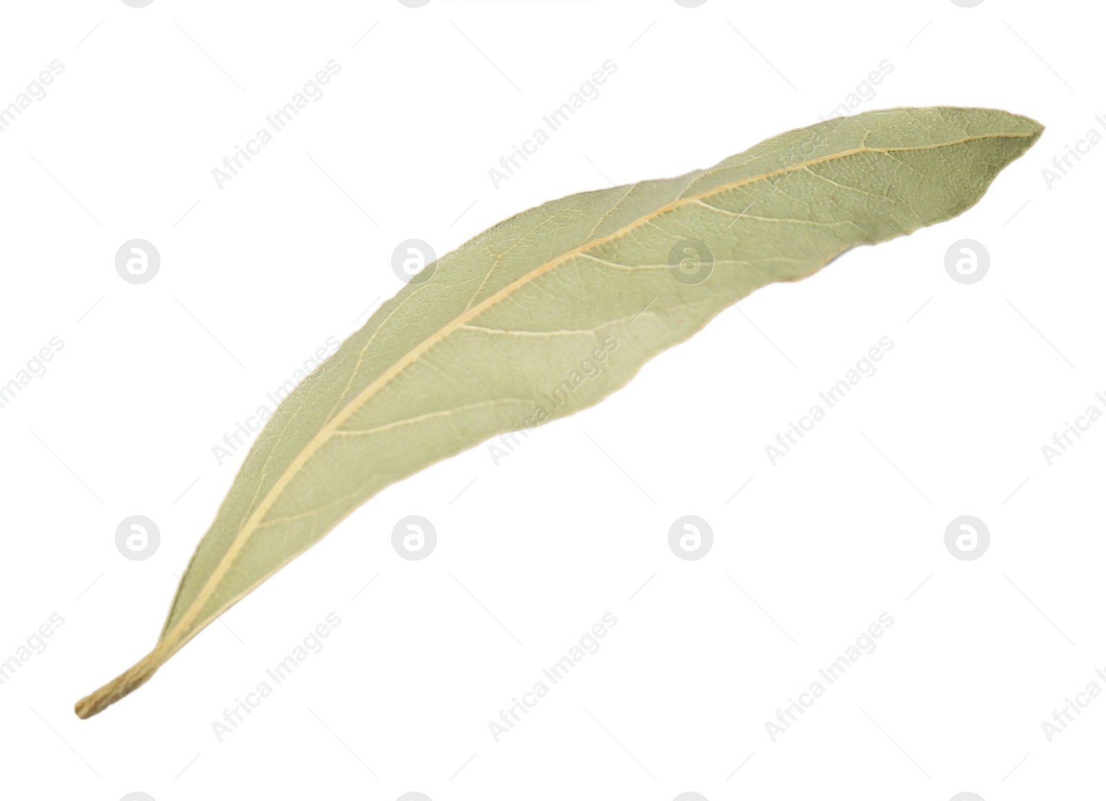 Photo of One aromatic bay leaf isolated on white