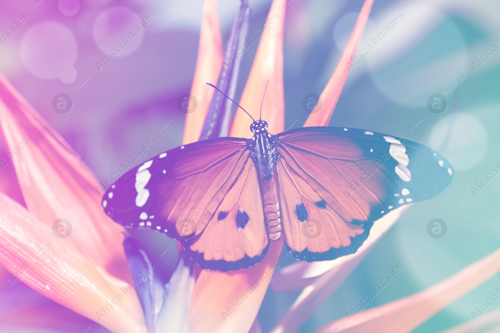 Photo of Beautiful painted lady butterfly on flower in garden