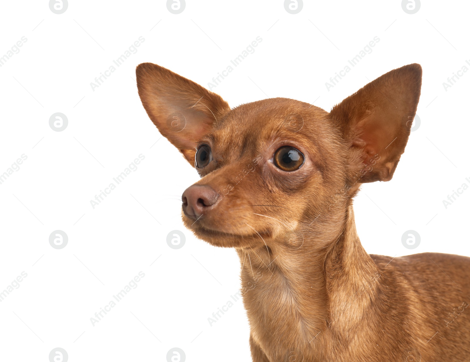 Photo of Cute toy terrier isolated on white. Domestic dog