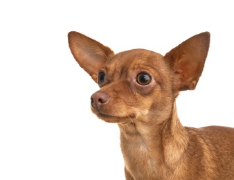 Photo of Cute toy terrier isolated on white. Domestic dog