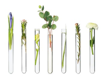 Image of Set with different plants in test tubes on white background