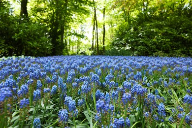 Many beautiful muscari flowers in park. Spring season