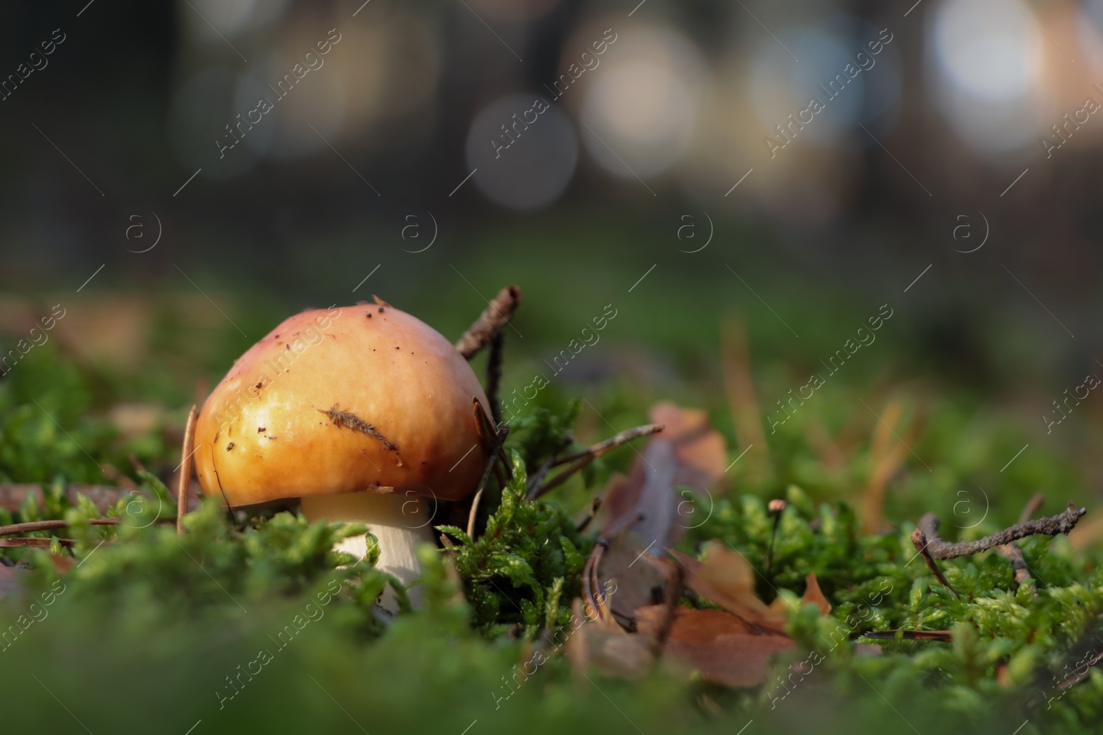 Photo of Russula mushroom growing in forest, closeup. Space for text