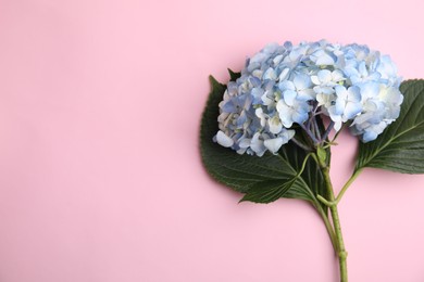 Photo of Beautiful hydrangea flower on pink background, top view. Space for text