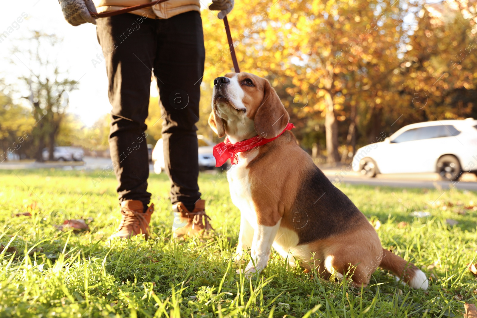 Photo of Man walking his cute Beagle dog in autumn park, closeup