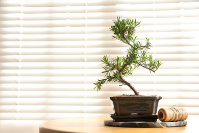 Japanese bonsai plant and rope on wooden table near window, space for text. Creating zen atmosphere at home