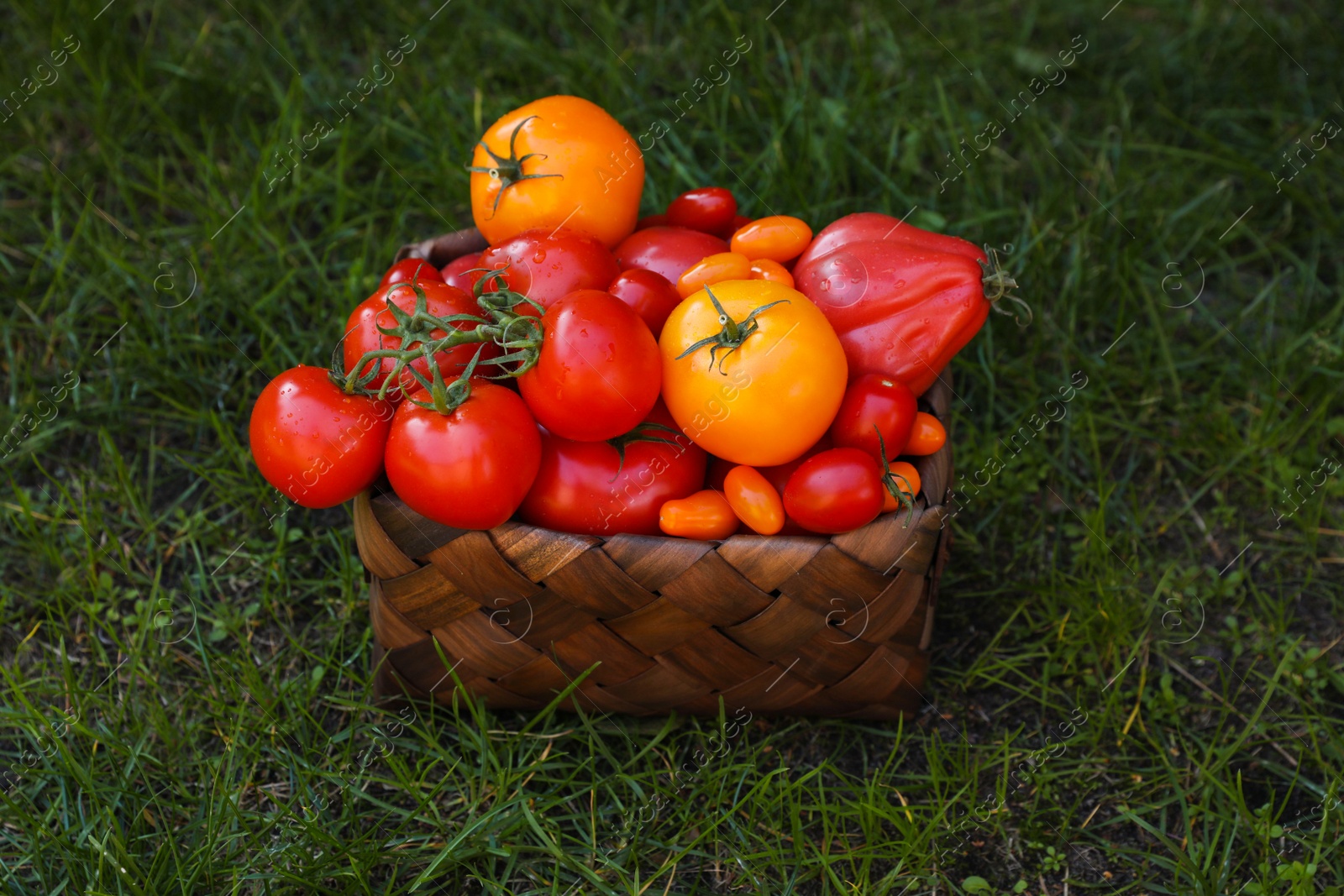 Photo of Basket with fresh tomatoes on green grass outdoors