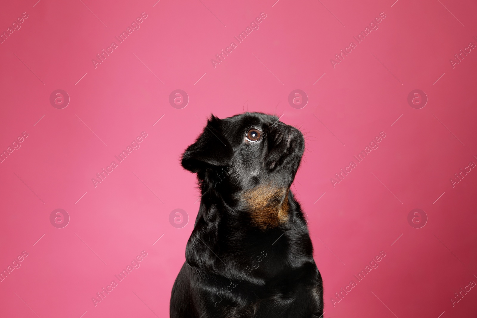 Photo of Adorable black Petit Brabancon dog on pink background