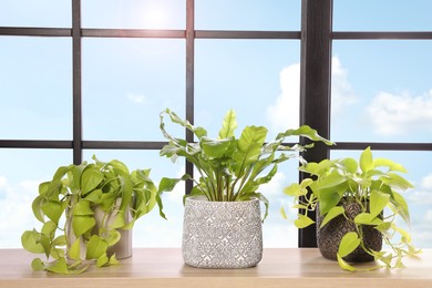 Photo of Different houseplants on wooden table near window. Interior design