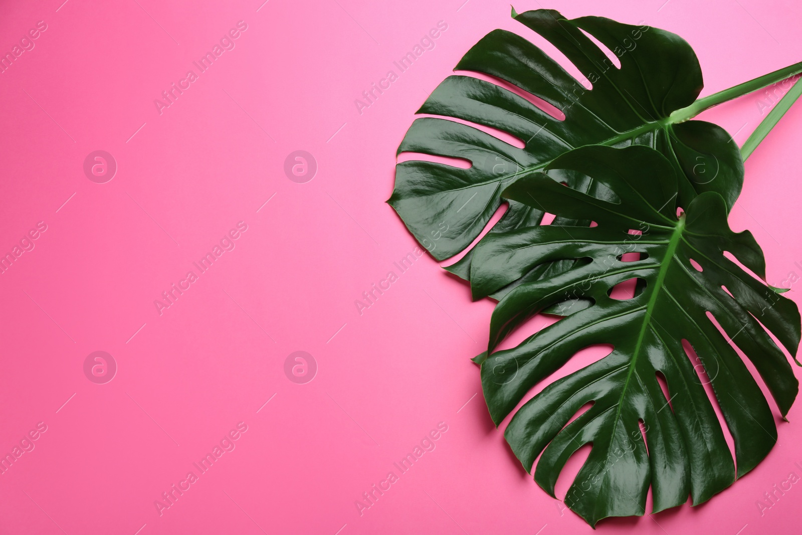 Photo of Beautiful monstera leaves on pink background, flat lay with space for text. Tropical plant