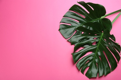 Beautiful monstera leaves on pink background, flat lay with space for text. Tropical plant