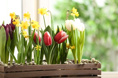 Beautiful spring flowers in wooden crate on window sill