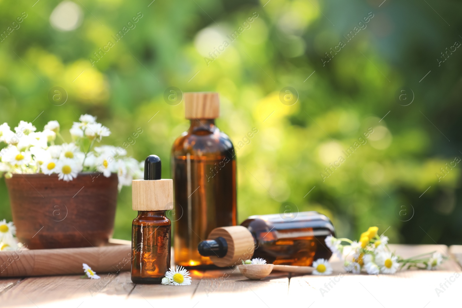 Photo of Bottles of chamomile essential oil and flowers on wooden table, space for text