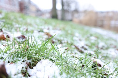 Photo of Green grass covered with snow on winter day, closeup