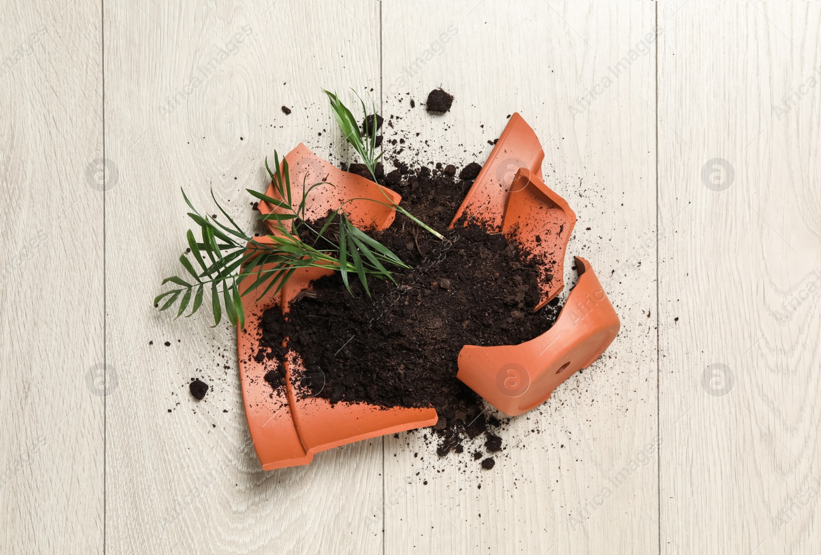 Photo of Broken terracotta flower pot with soil and plant on wooden background, flat lay