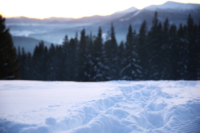 Photo of Snow and beautiful view of conifer forest on winter day