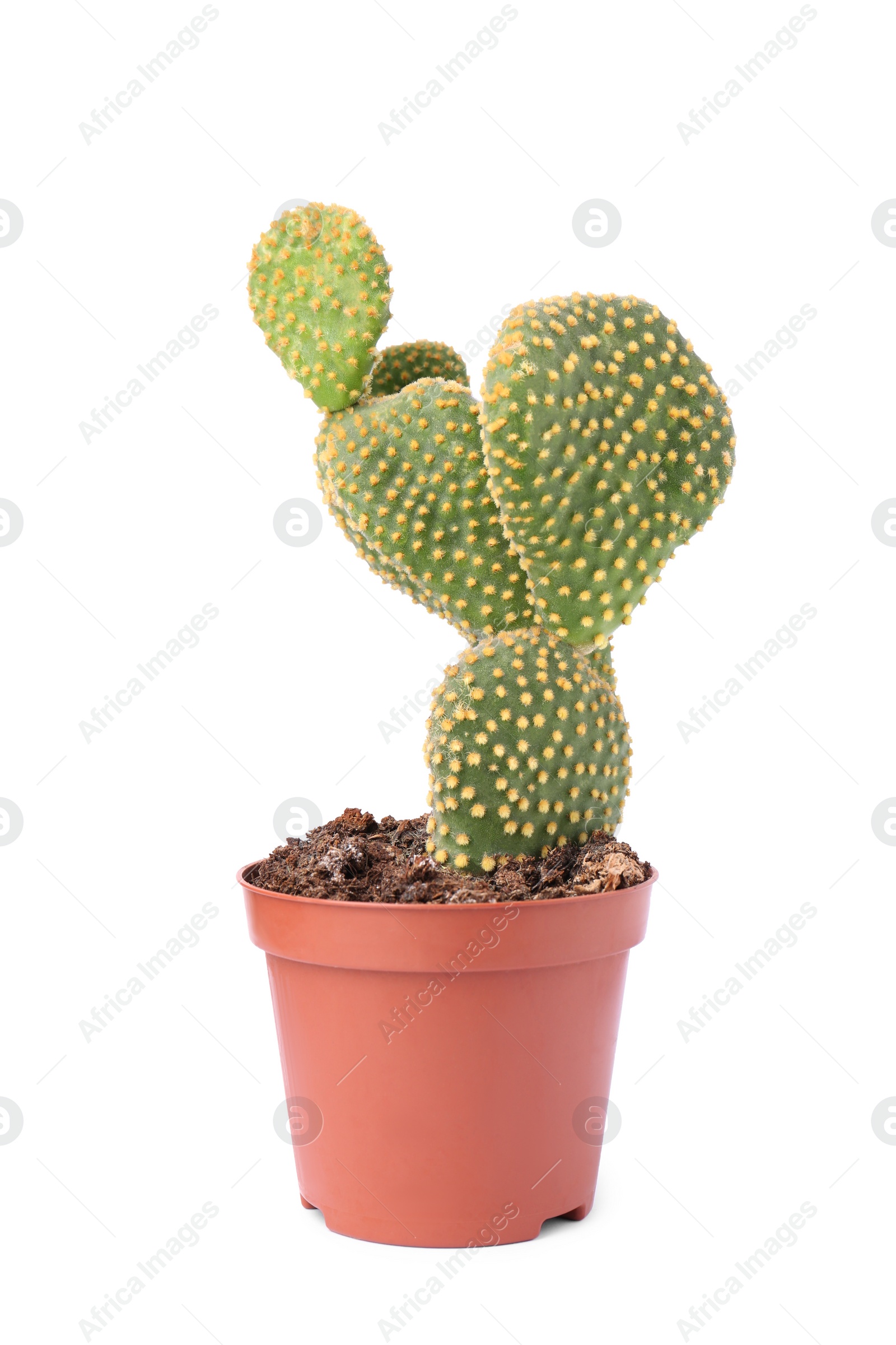 Photo of Beautiful green Opuntia cactus in pot on white background