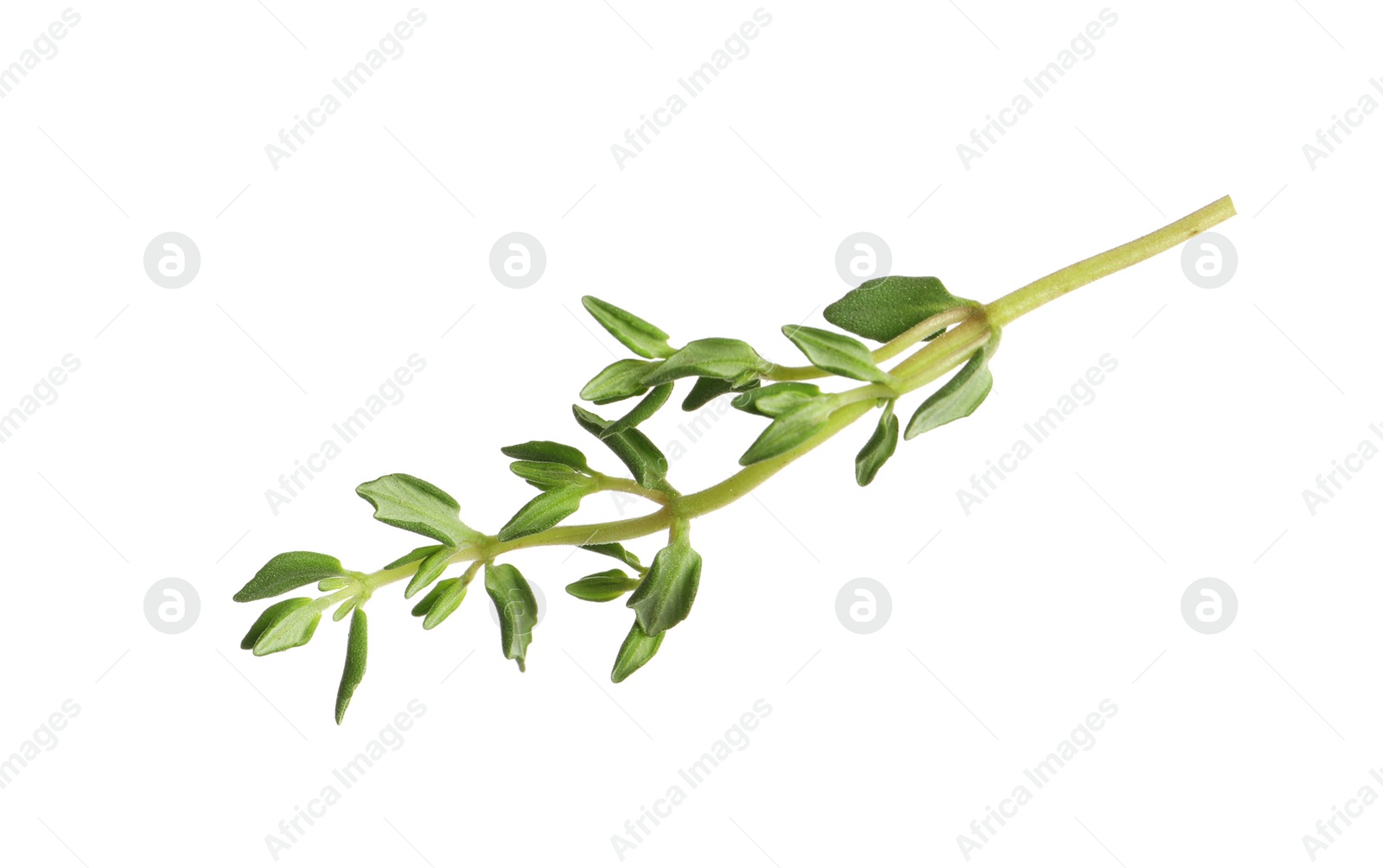 Photo of Aromatic thyme sprig on white background. Fresh herb