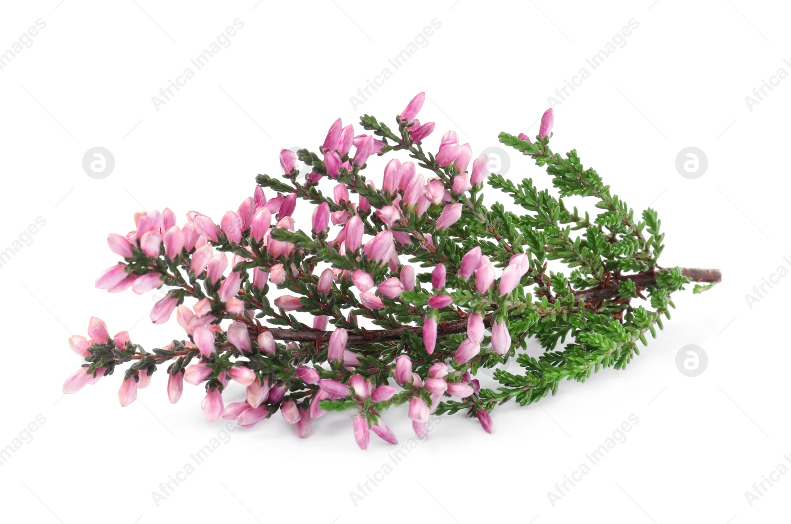 Photo of Branch of heather with beautiful flowers isolated on white