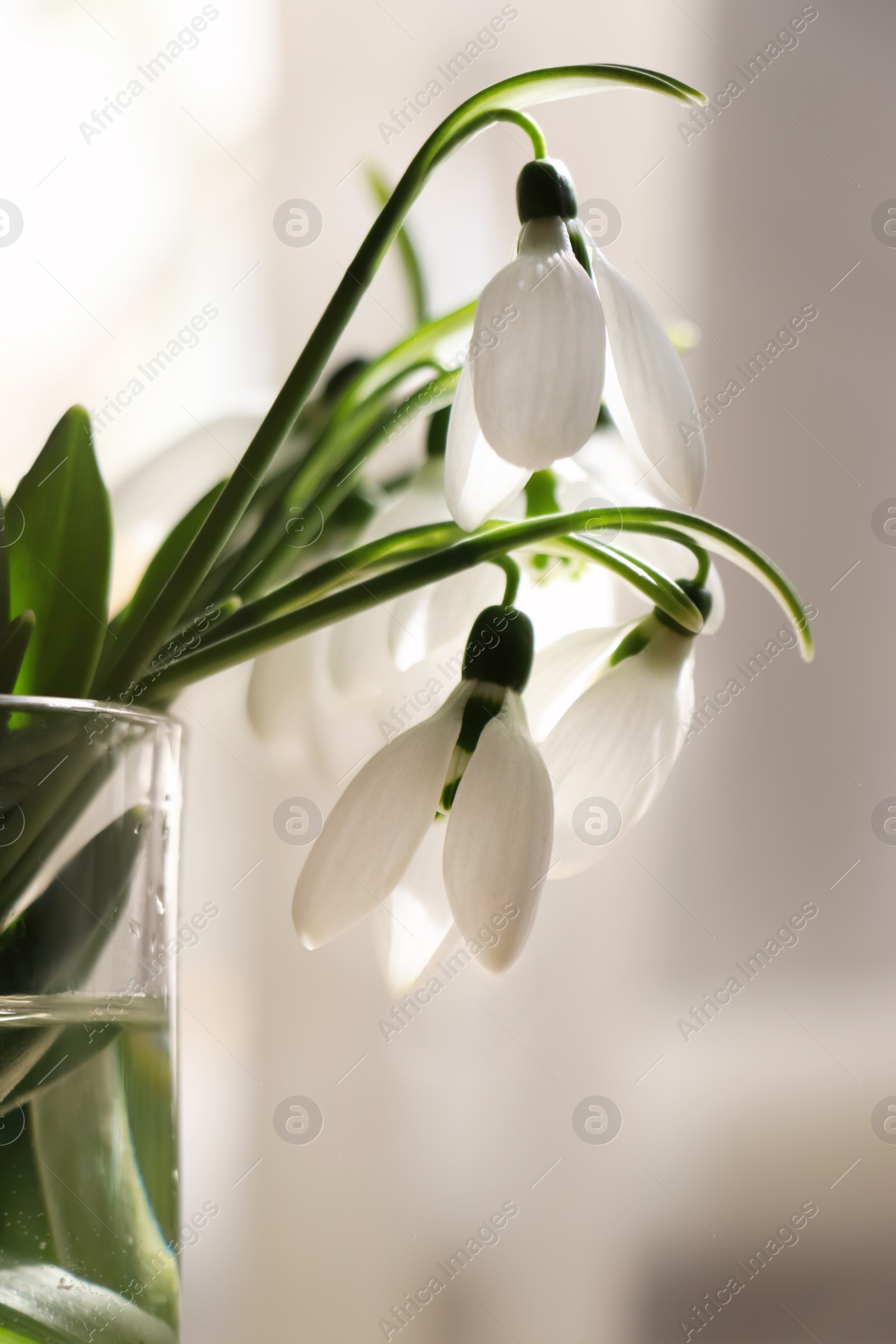 Photo of Beautiful snowdrops in glass indoors. First spring flowers