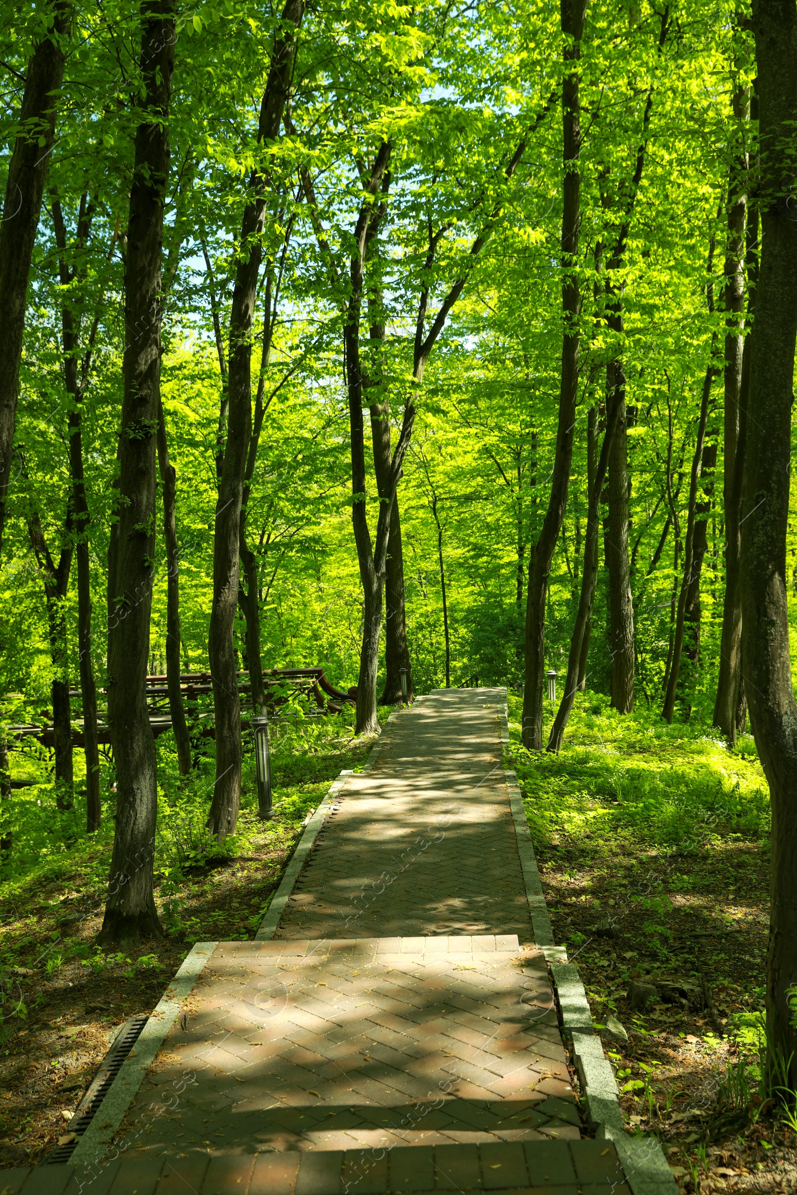 Photo of Picturesque view of beautiful park with fresh green grass and trees