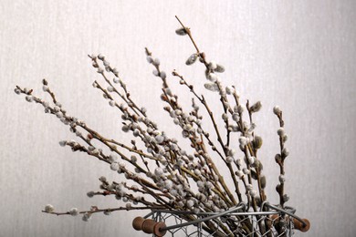 Photo of Beautiful blooming willow branches on light grey background