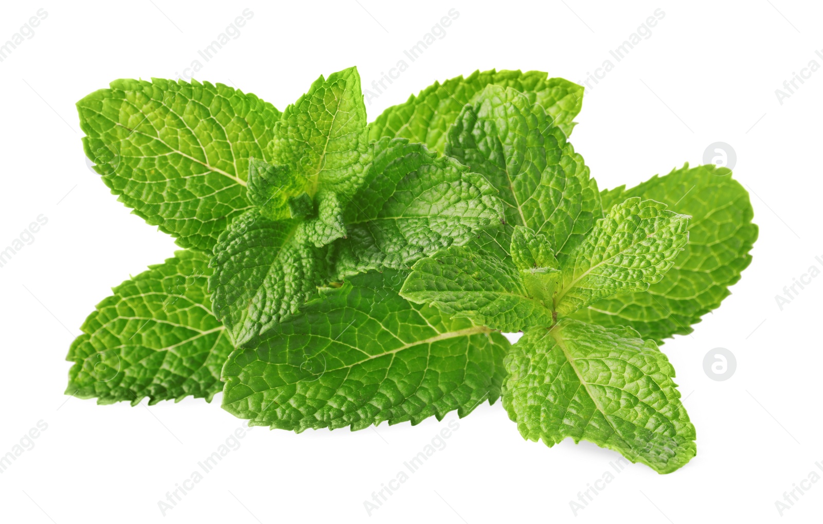 Photo of Fresh green mint leaves isolated on white