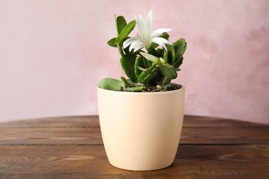 Photo of Beautiful blooming Schlumbergera (Christmas or Thanksgiving cactus) on wooden table