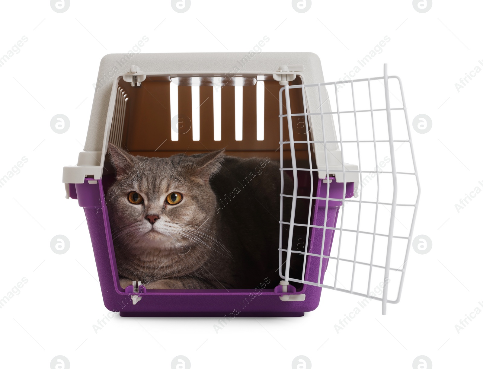 Photo of Travel with pet. Cute cat in carrier on white background