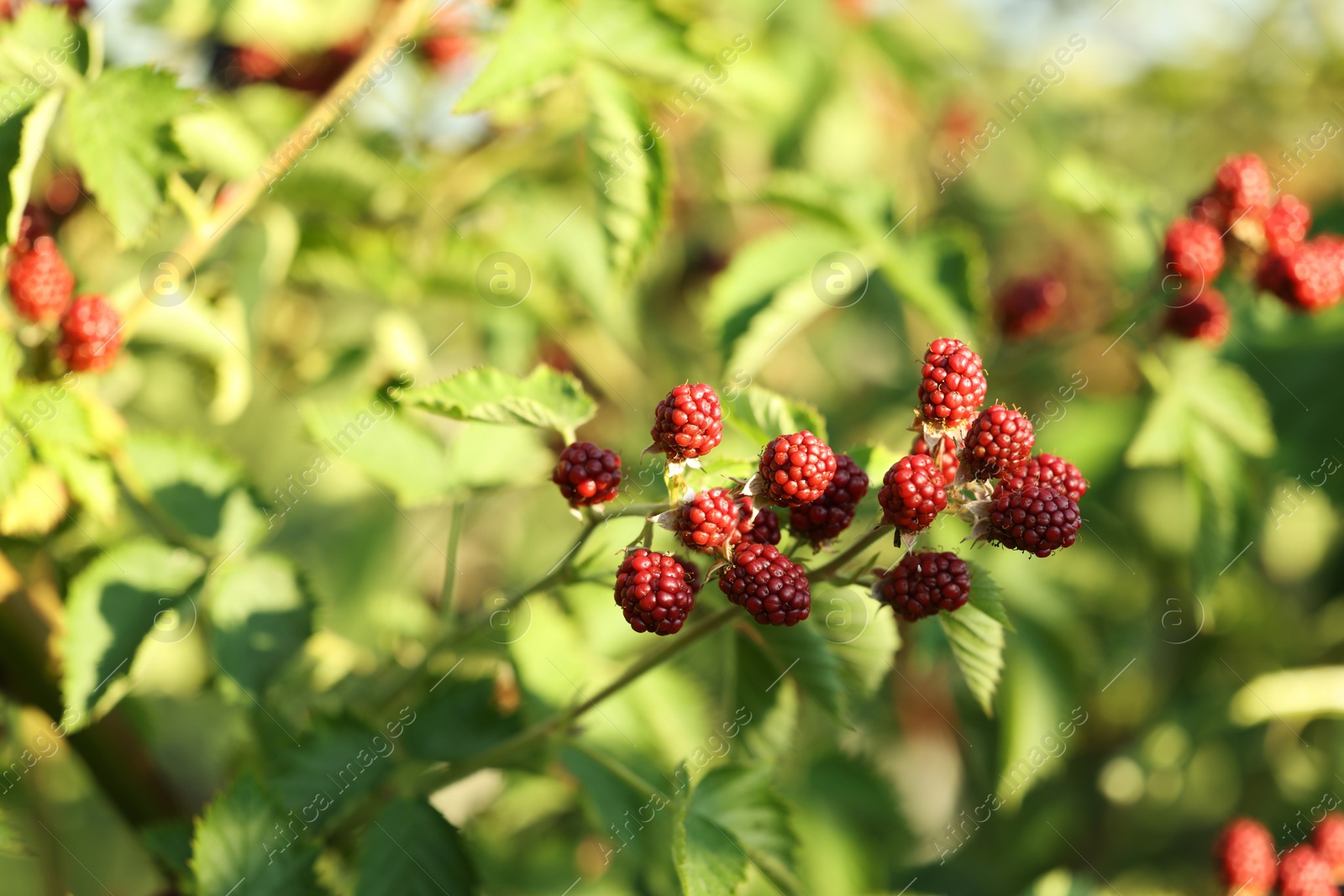 Photo of Unripe blackberries growing on bush outdoors, closeup