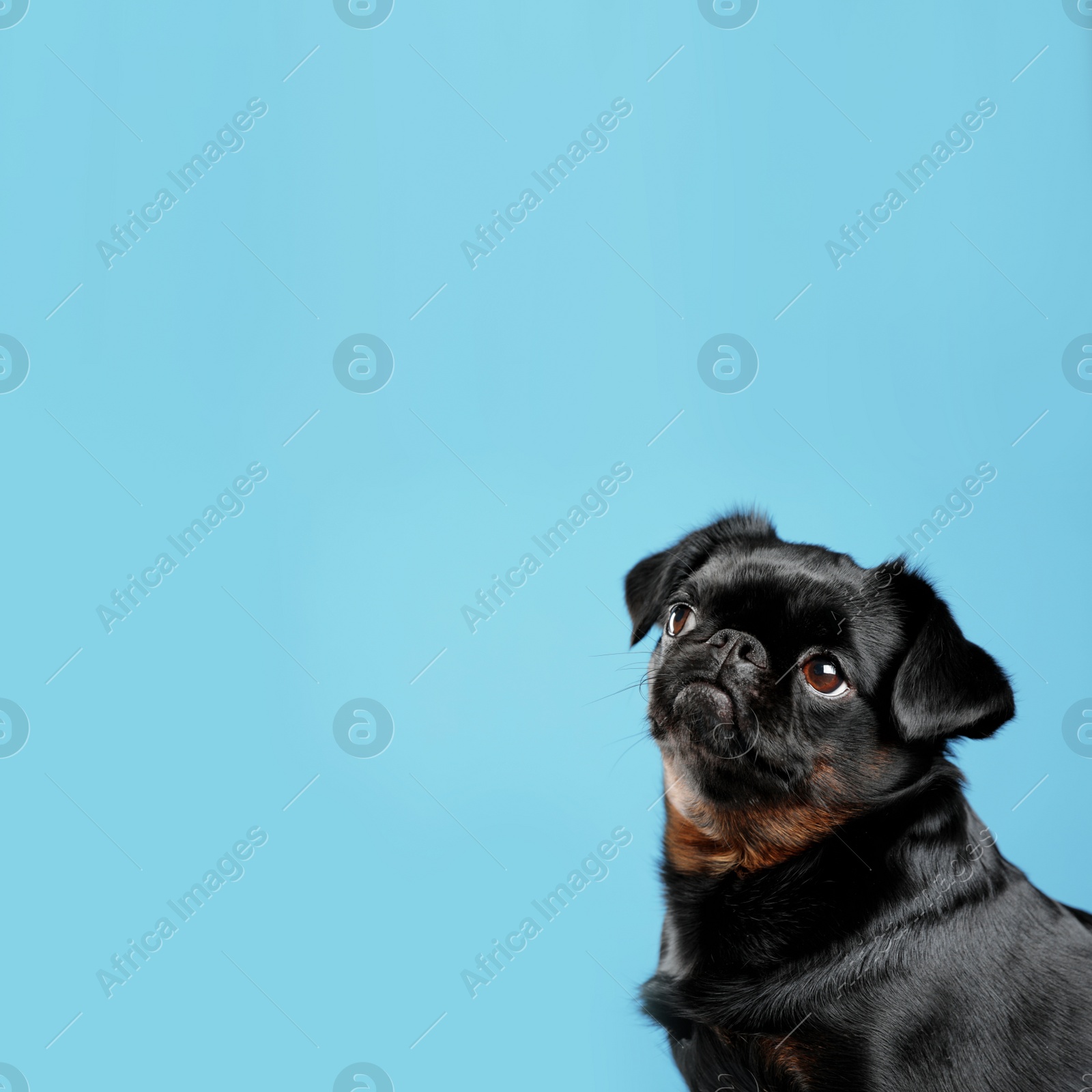 Photo of Adorable black Petit Brabancon dog on light blue background, space for text