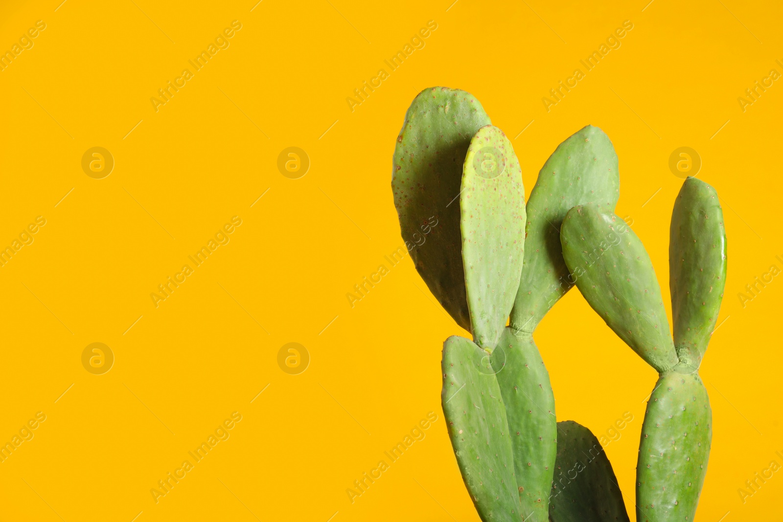 Photo of Beautiful cactus on yellow background, space for text. Tropical plant