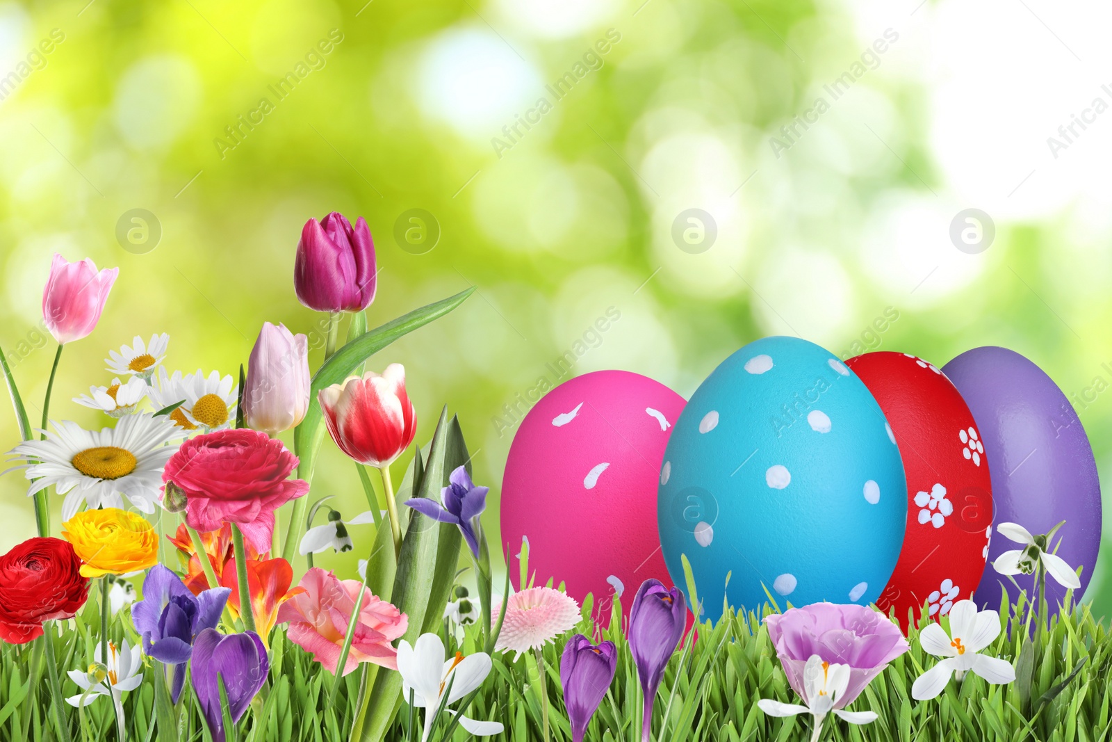 Image of Bright Easter eggs and spring flowers on green grass outdoors