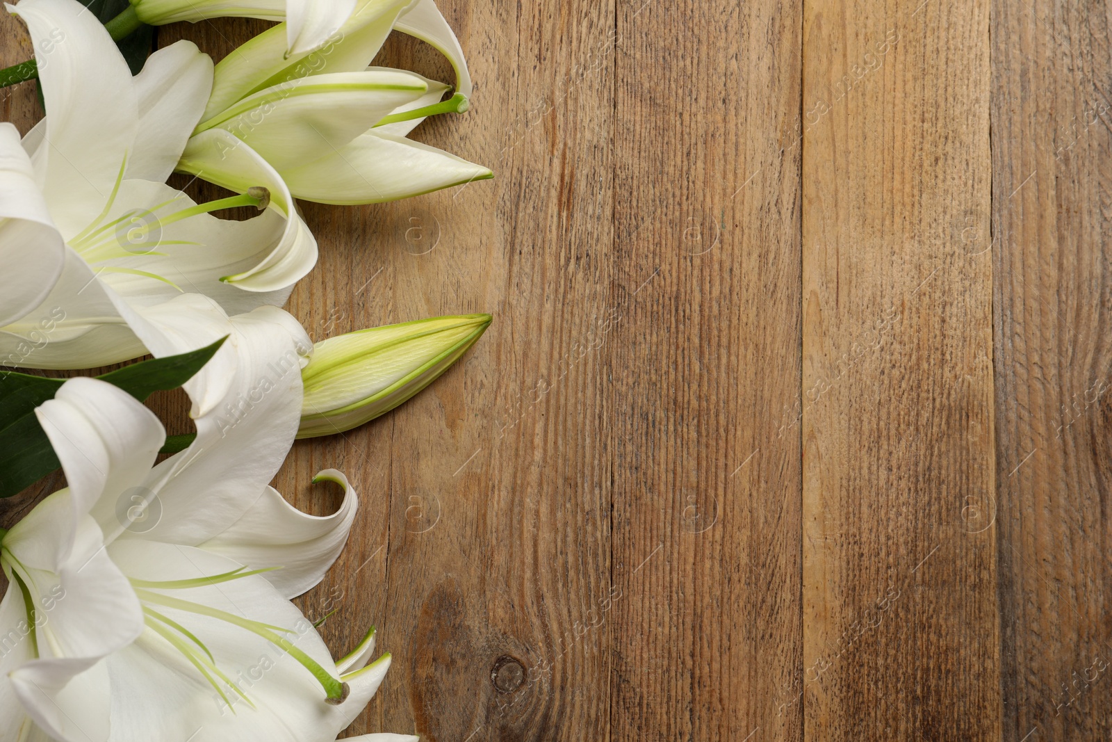 Photo of Beautiful white lily flowers on wooden table, flat lay. Space for text