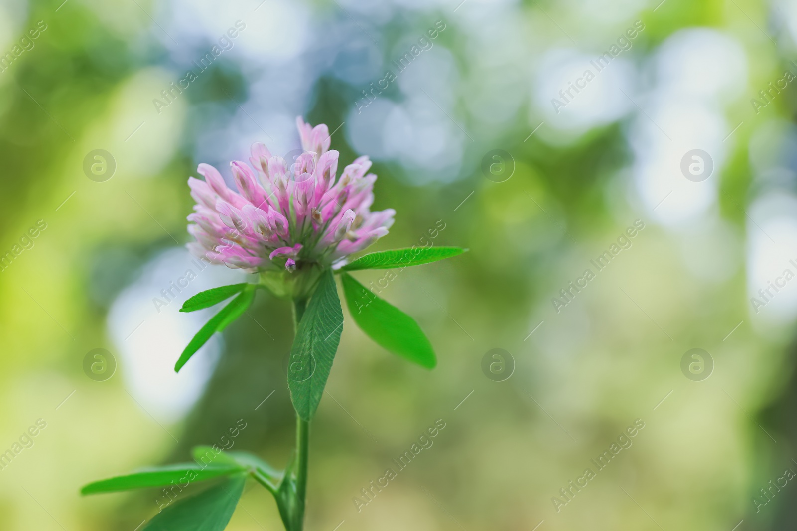 Photo of Beautiful violet clover flower on blurred background, closeup. Space for text