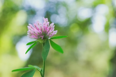 Photo of Beautiful violet clover flower on blurred background, closeup. Space for text