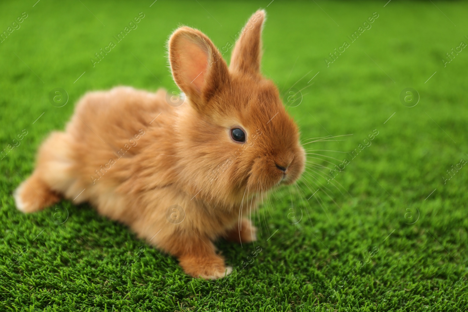 Photo of Adorable fluffy bunny on green grass, closeup. Easter symbol