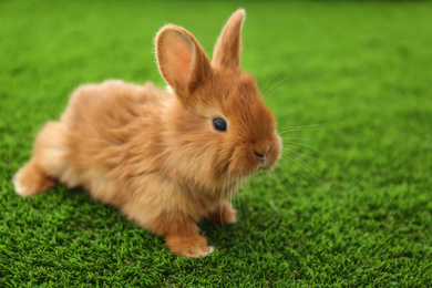 Photo of Adorable fluffy bunny on green grass, closeup. Easter symbol